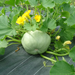 Semences Courge Bleu de Hongrie