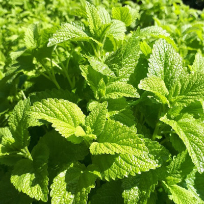 Semences Mélisse Officinale
