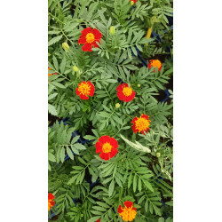 Semences Oeillet d'Inde