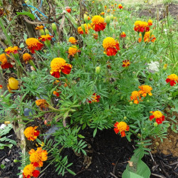 Semences Oeillet d'Inde