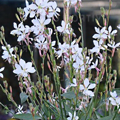 Semences Gaura