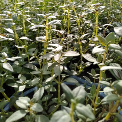 Semences Thym D'Hiver