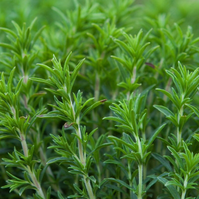 Semences Sarriette Vivace