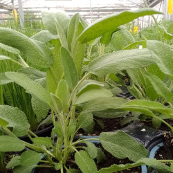 Semences Sauge Officinale