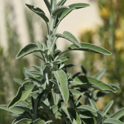 Semences Sauge Officinale