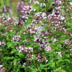 Semences Origan Commun