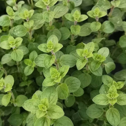 Semences Origan Commun