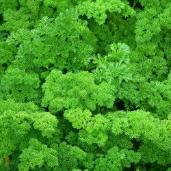 Semences Persil Frisé vert Foncé