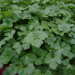 Semences Persil Géant d'Italie