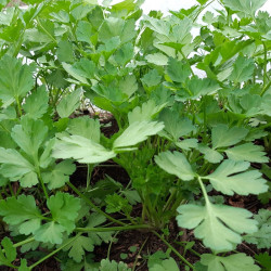 Semences Persil Géant d'Italie