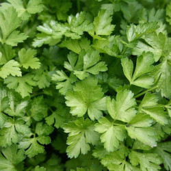 Semences Persil Géant d'Italie