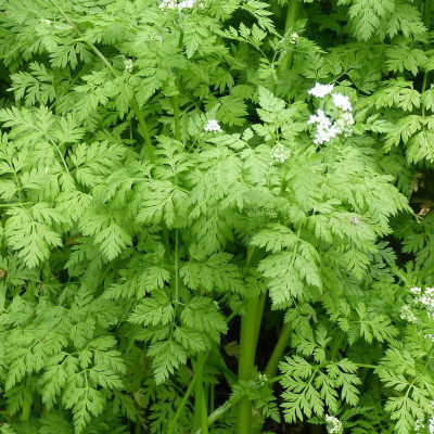 Semences Cerfeuil Commun