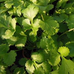 Semences Coriandre A petites graines