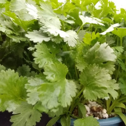 Semences Coriandre A petites graines