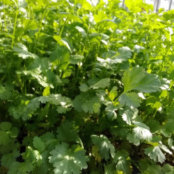 Semences Coriandre A petites graines