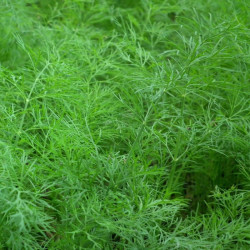 Semences Aneth Officinale