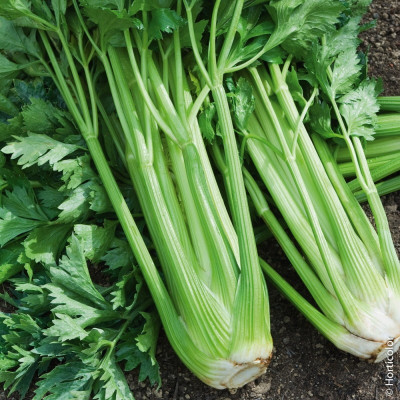 Semences Céleri Branche Tango