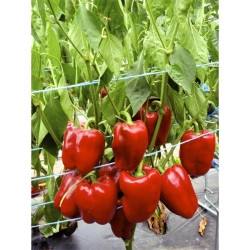 Poivron Quadrato d'Asti Rosso