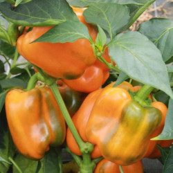 Poivron Orange Cubo