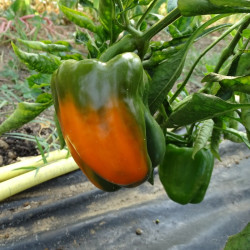 Poivron Orange Cubo