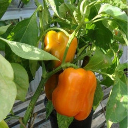 Poivron Orange Cubo