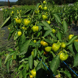 Poivron Mini Bell Yellow