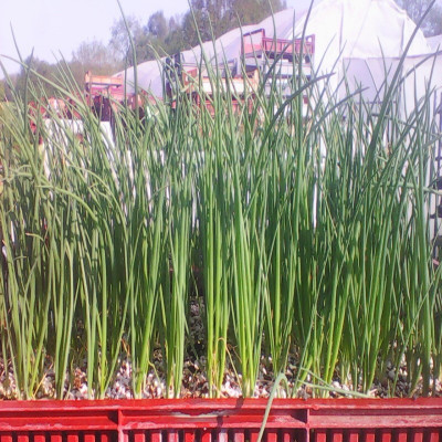 Oignon rouge / lot de 10 mottes (≃ 25plants)