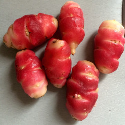 Oca du Pérou