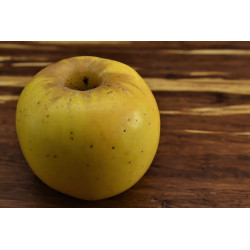 Pommier Reinette Blanche