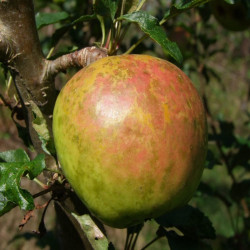 Pommier Reinette Dorée