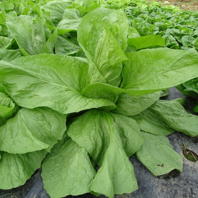 Semences Chicorées Uranus