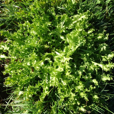 Chicorées Frisée