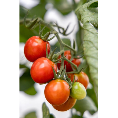 Semences Tomates Rouges Ace 55