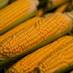 Semences Mais Doux Golden Bantam