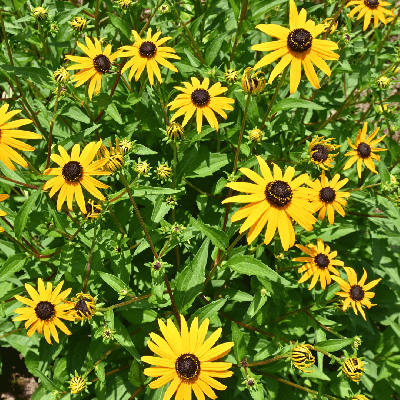 Semences Rudbeckia