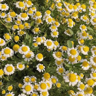 Semences Camomille Matricaire