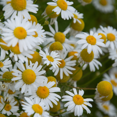 Semences Camomille Romaine
