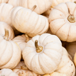 Semences Courges Baby Boo