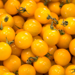 Semences Tomate cerise Cocktail Clémentine