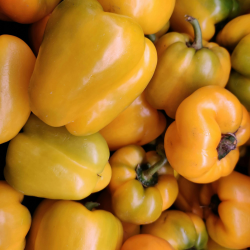 Semences Poivrons Mini Bell