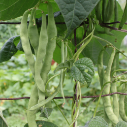 Semences Haricots Vert plat à rame Vitalis