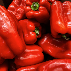 Semences Poivrons Carré rouge Doux d'Espagne