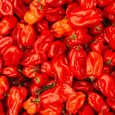 Semences Piments Tropical Red