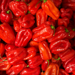 Semences Piments Habanero Rot