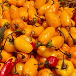 Semences Piments Bonbon