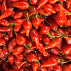 Semences Piments Biquinho