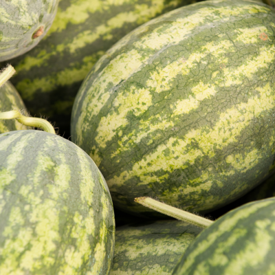 Semences Pastèques A confire à graines Vertes