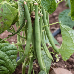 Semences Haricots A rame Cobra