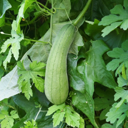 Semences Courges Luffa