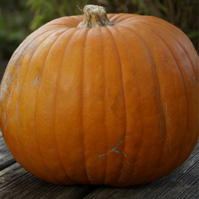 Semences Courges Jack O'Lantern